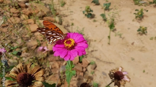 Fototapeta butterfly on flower