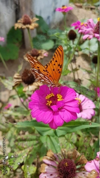 Fototapeta butterfly on flower