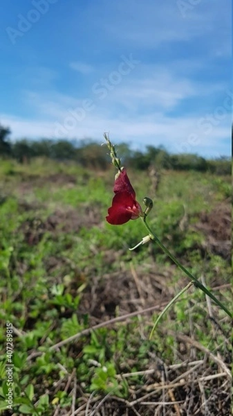 Fototapeta flower in the wind