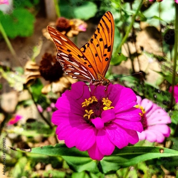 Fototapeta butterfly on flower