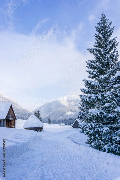 Fototapeta Mountain valley in winter. Chochołowska Valley, Tatra Mountains, Poland