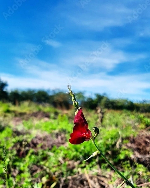 Fototapeta red poppy flower