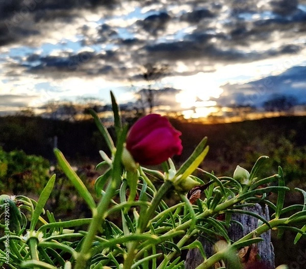 Fototapeta red rose in the sunset