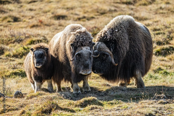 Obraz musk ox in norway in dovrefjell relaxing in autumn