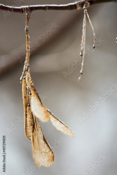 Obraz 
dry flowers on the tree