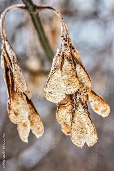 Obraz dry flower on blue sky background
