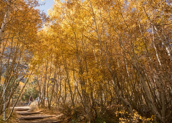 Obraz Aspen Trees in the Fall