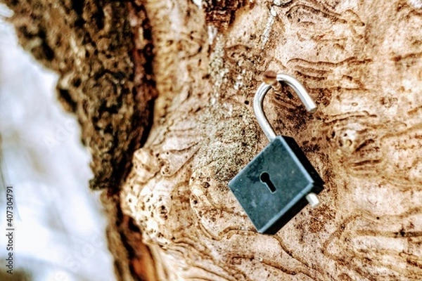 Obraz the lock is hanging on a tree trunk