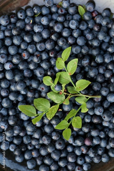 Obraz Blueberry background with berry on natural light