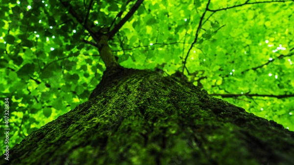 Fototapeta Perfect green tree texture background