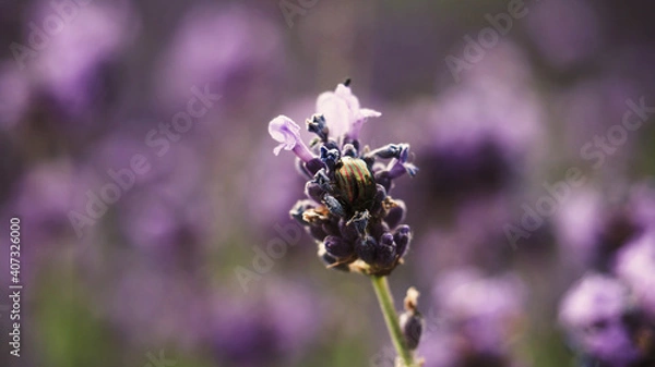Fototapeta Colorful lavender field full of bees