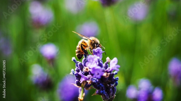 Fototapeta Colorful lavender field full of beesamazing, animal, aromatherapy, background, beautiful, beauty, bee, bees, bloom, blooming, blossom, blue, botany, bugs, closeup, color, colorful, field, floral, flow