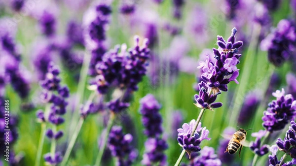 Fototapeta Colorful lavender field full of bees