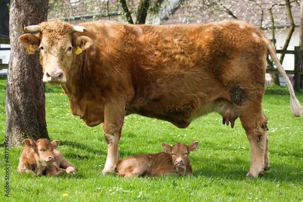Fototapeta Mutterglück