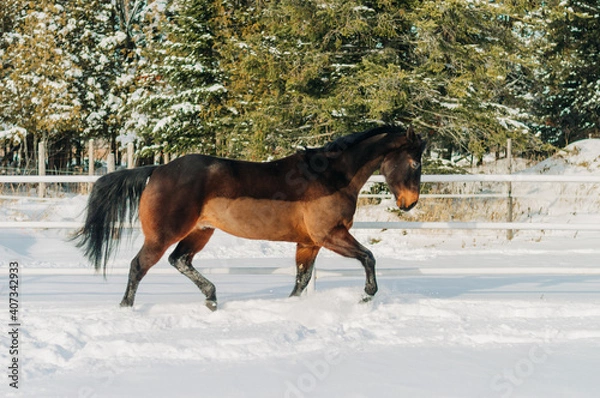 Obraz horse in winter