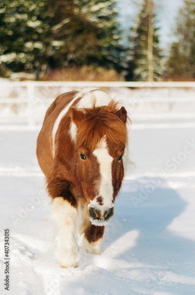 Obraz horse in winter
