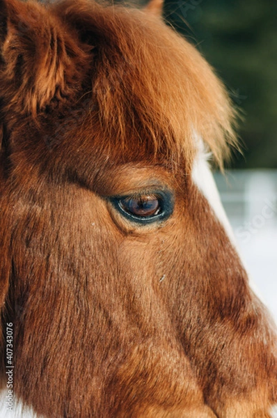 Obraz horse in winter