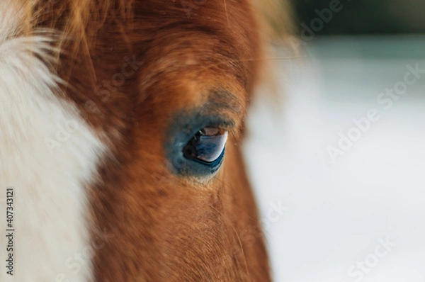 Obraz horse in winter