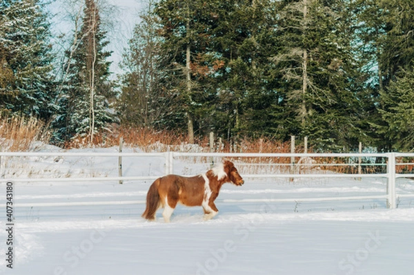 Obraz horse in winter