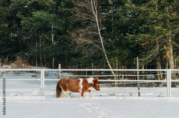 Obraz horse in winter