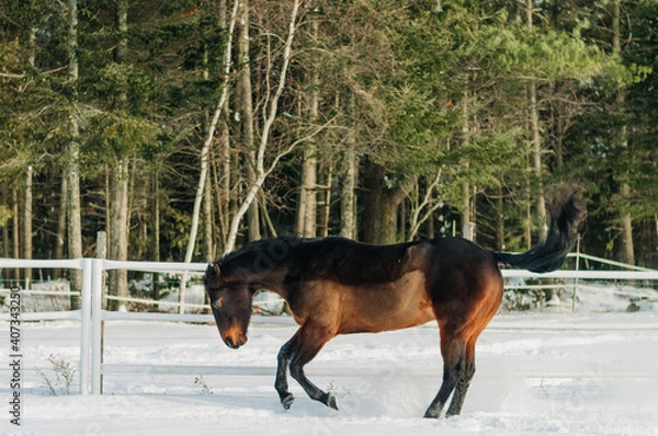 Obraz horse in winter