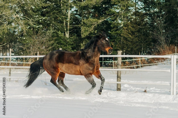 Obraz horse in winter