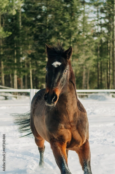 Obraz horse in winter
