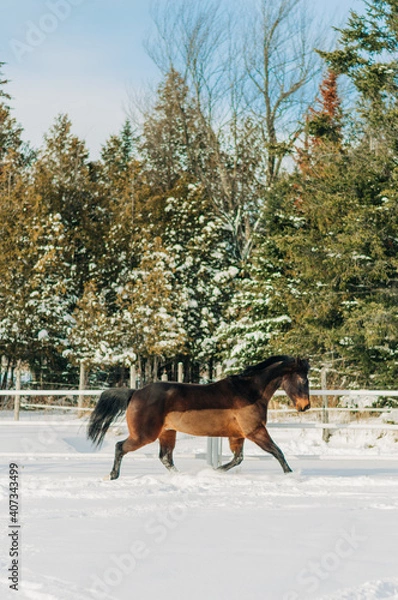 Obraz horse in winter