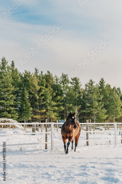 Obraz horse in winter