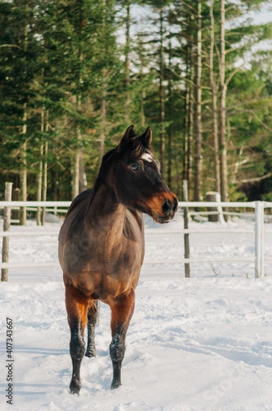 Obraz horse in winter