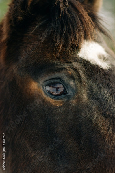 Obraz horse in winter