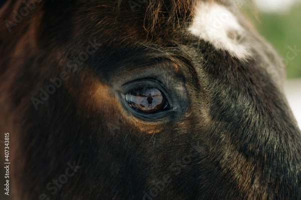 Obraz horse in winter