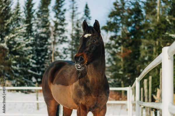Obraz horse in winter