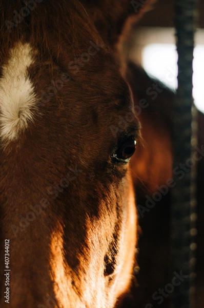 Obraz horse in winter