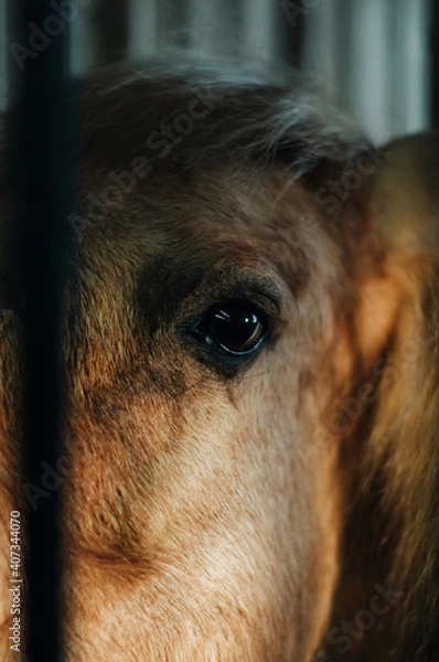Obraz horse in winter