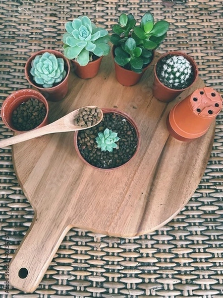 Obraz Succulent Cactus Preparing : Cactus transplantation in a new pot with soil, pumice stone, drainage, shovel rake, pot on wooden board. Copy space.