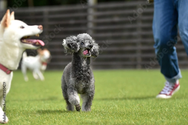 Fototapeta ドッグランで遊ぶトイプードル