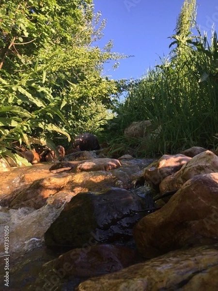 Obraz river in the forest