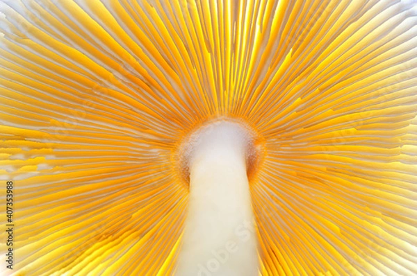 Fototapeta Abstract nature background macro of Mushroom plants. Using idea design texture pattern concept natural or wallpaper.