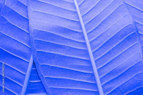 Obraz leaf background