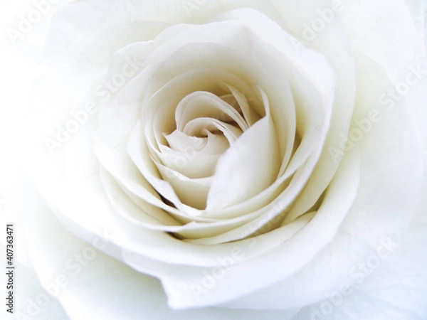 Obraz White rose close-up can use as background.  Soft and dreamy 