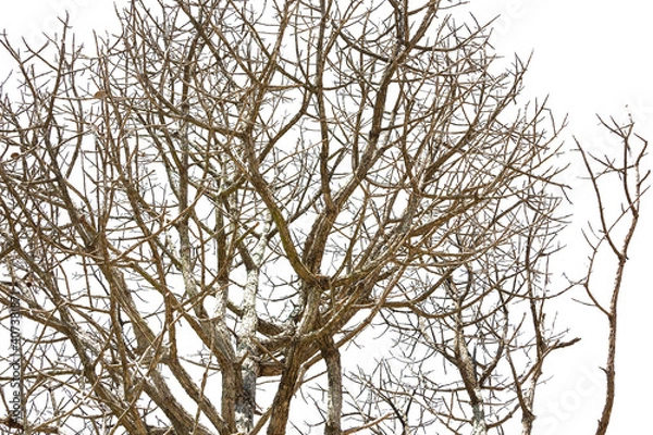 Obraz The dead tree without leaves has just a branch that extends from the trunk and has a white backdrop.