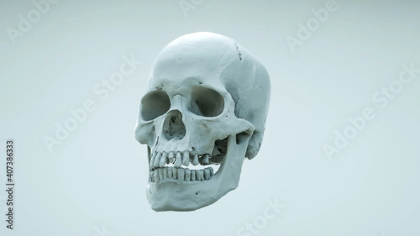 Obraz Human skull in profile on saturated colors on a light background. The concept of death, horror. Creepy Halloween symbol, Virus. 3d render illustration.