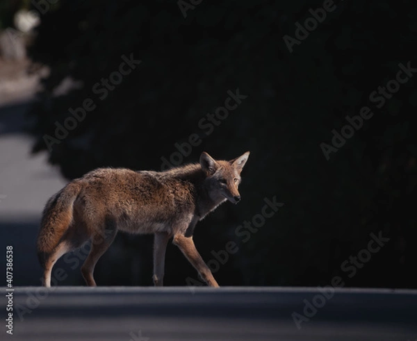 Obraz Coyote in a suburban neighborhood during the day
