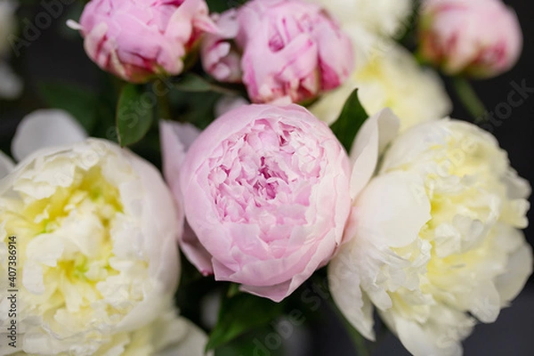 Fototapeta Fresh peonies Opened buds Cut flowers