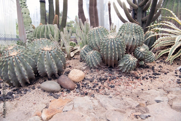 Obraz Cactus, macro phpotographjy, beautiful nature background with co