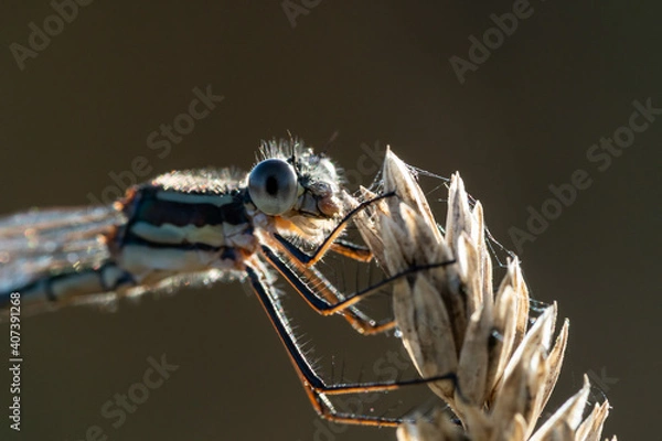 Fototapeta close up of a dragonfly