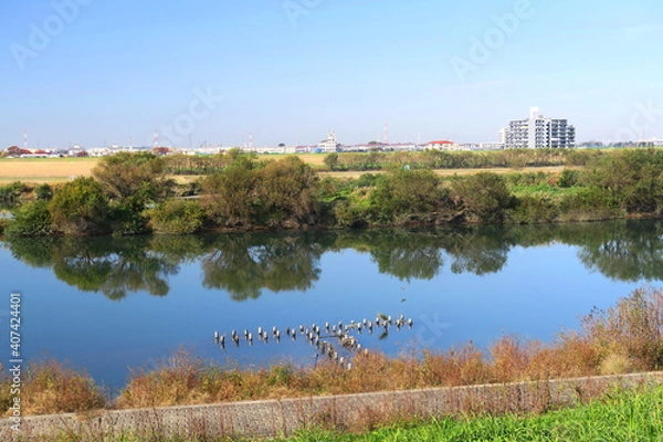 Fototapeta 土手から見る秋の江戸川風景