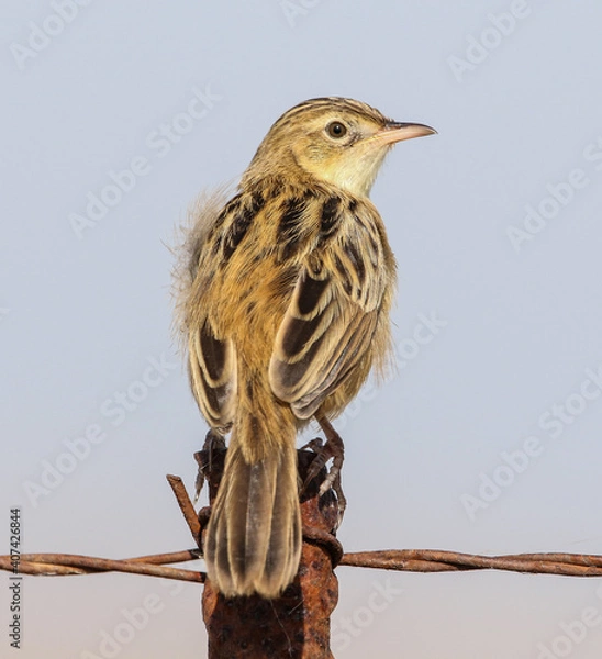 Obraz beccamoschino uccello