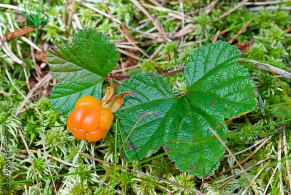 Fototapeta Cloudberry closeup in summer